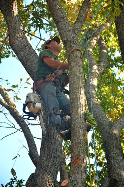 A man seated in the branches of a tall tree, wearing safety glasses and casual clothing, appears to be climbing or working on the tree using a safety harness and ropes secured around the trunk and branches. The tree has a thick, textured bark with green and yellow leaves, allowing sunlight to filter through. Nearby, a chainsaw is attached to his belt, indicating tree trimming or removal work. The setting is outdoors with a clear blue sky in the background. This scene relates to professional tree climbing or pruning services, similar to tasks involved in house removals or adjustments during property access or relocation projects, as performed by Harringay Man and Van.